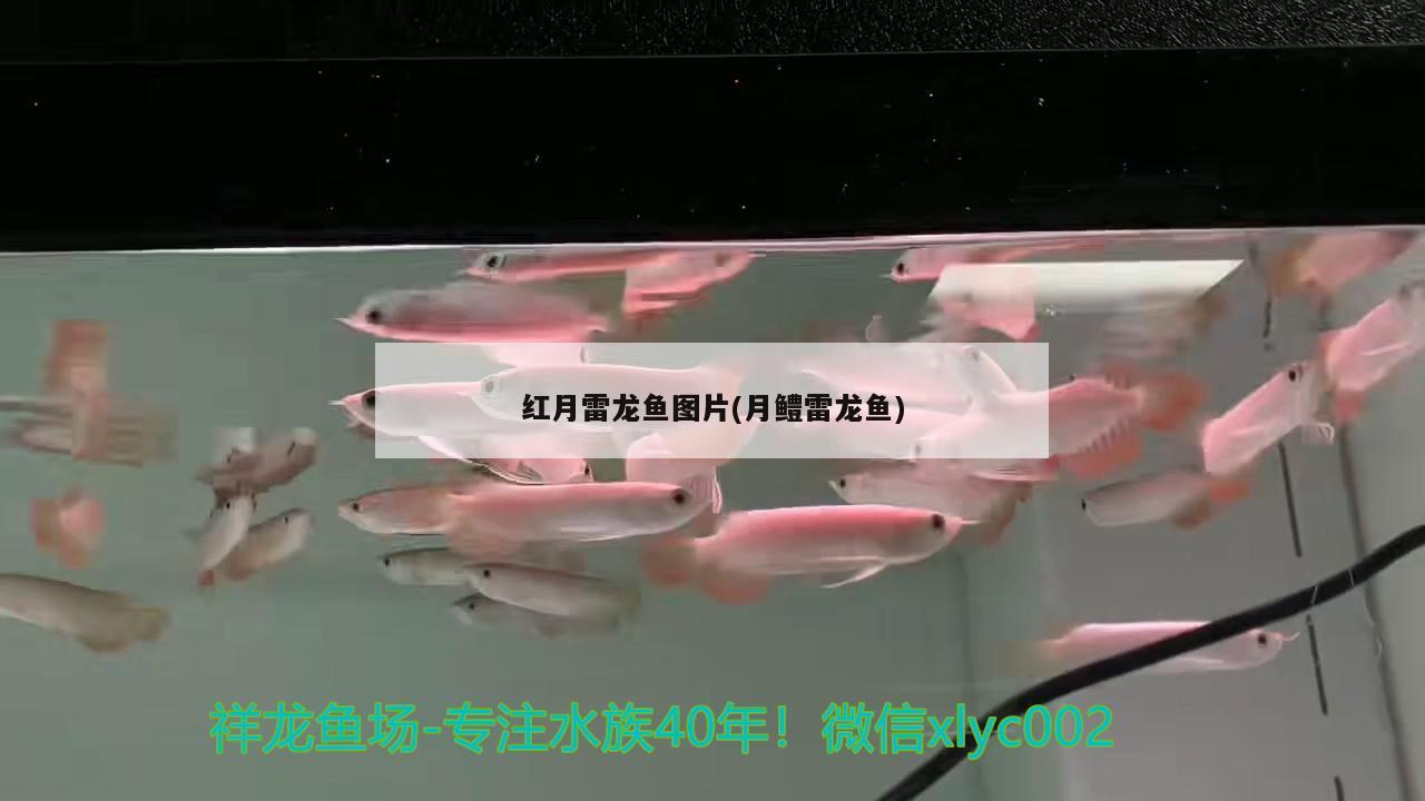 紅月雷龍魚圖片(月鱧雷龍魚) 南美異形觀賞魚