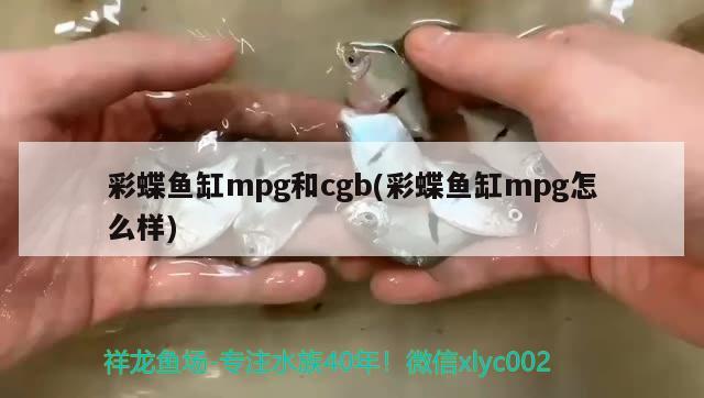 彩蝶魚缸mpg和cgb(彩蝶魚缸mpg怎么樣) 祥龍金禾金龍魚