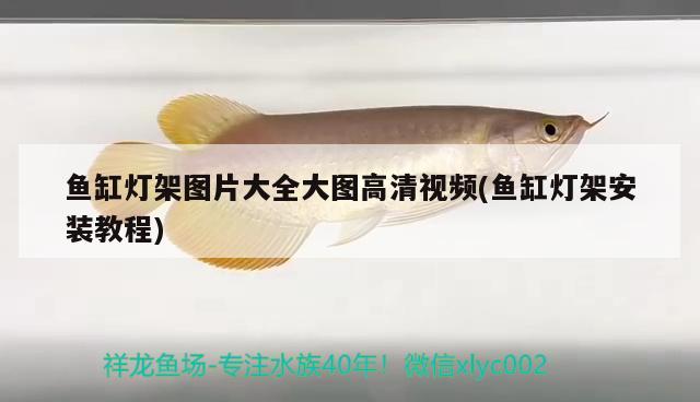 魚缸燈架圖片大全大圖高清視頻(魚缸燈架安裝教程) 黃吉金龍（白子金龍魚）