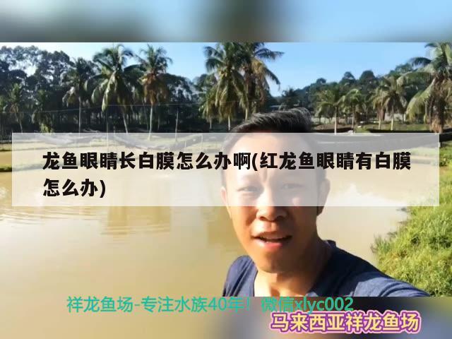 龍魚眼睛長白膜怎么辦啊(紅龍魚眼睛有白膜怎么辦) 黃金貓魚