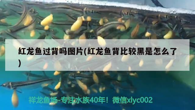 鳳凰紅龍魚品質(zhì)好不好(紅龍魚貴嗎) 赤荔鳳冠魚