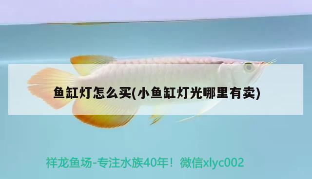 魚(yú)缸燈怎么買(mǎi)(小魚(yú)缸燈光哪里有賣(mài)) 和尚魚(yú)