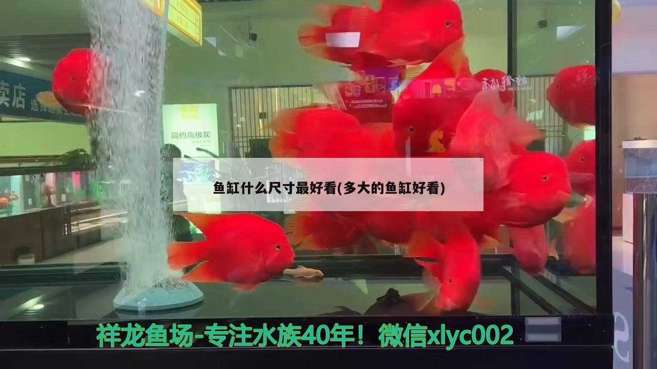 魚缸什么尺寸最好看(多大的魚缸好看)