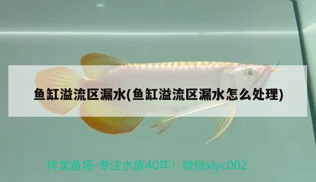 魚缸溢流區(qū)漏水(魚缸溢流區(qū)漏水怎么處理) 三色錦鯉魚 第1張