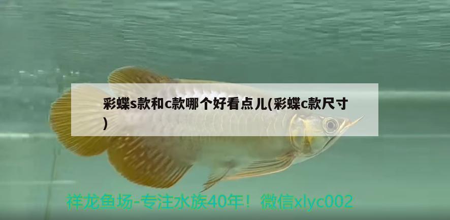 怎樣去除魚(yú)缸中的褐藻（怎樣去除魚(yú)缸中的褐藻視頻） 觀賞魚(yú) 第2張