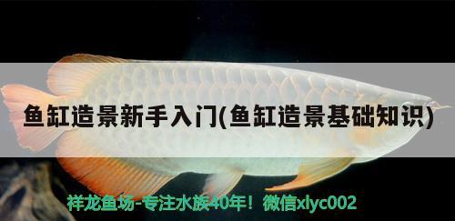 金昌觀賞魚(yú)市場(chǎng)高帆小蛇