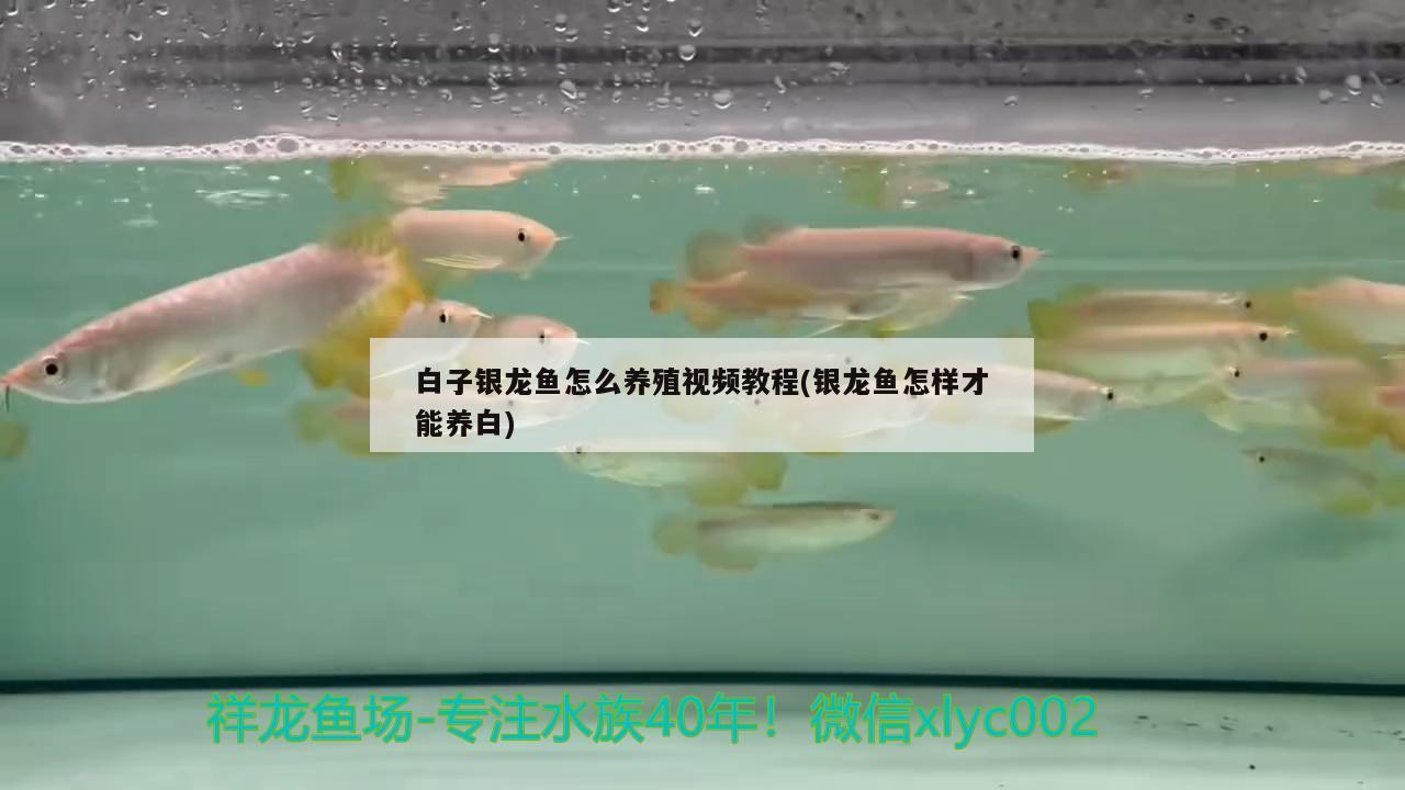 金龍魚魚缸增氧機更大的(金魚缸的增氧機要天天開嗎) 野生地圖魚