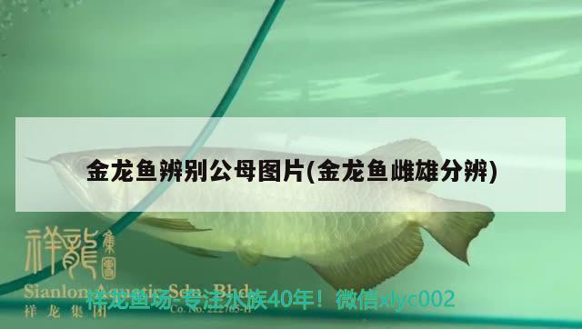 金龍魚辨別公母圖片(金龍魚雌雄分辨)