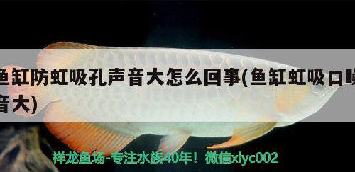 魚(yú)缸防虹吸孔聲音大怎么回事(魚(yú)缸虹吸口噪音大) 魚(yú)缸百科 第2張