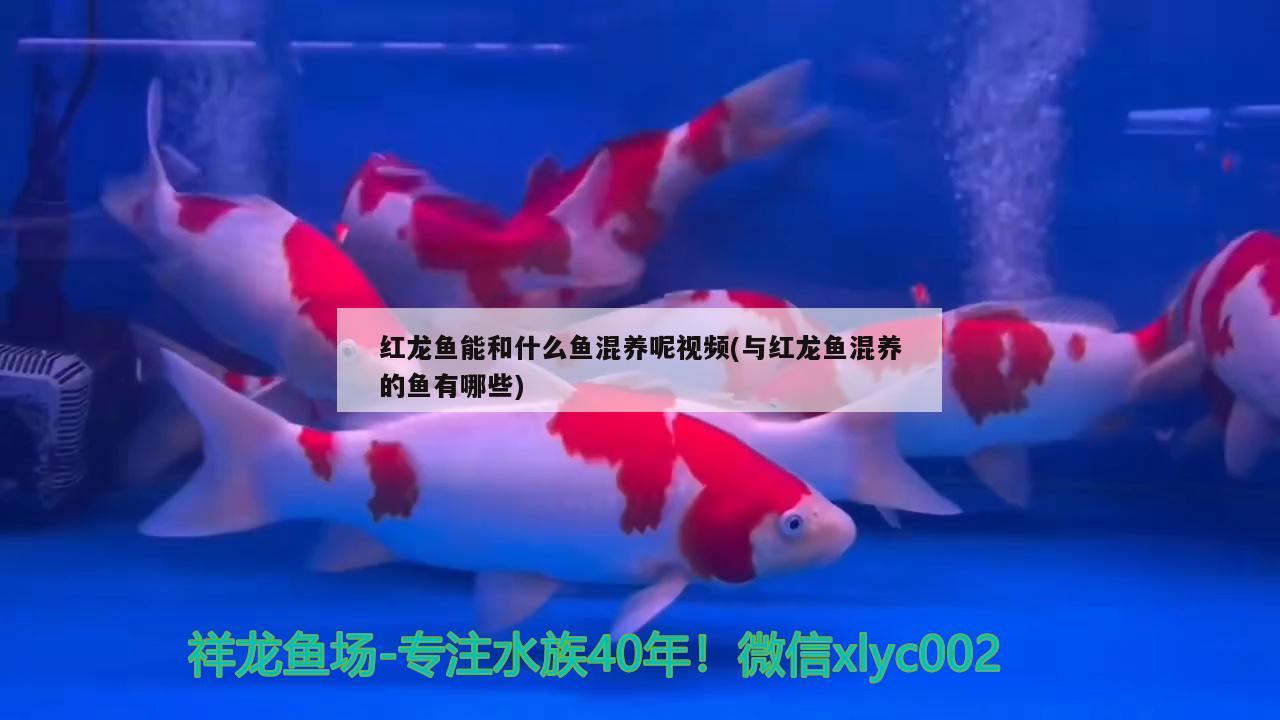 紅龍魚(yú)能和什么魚(yú)混養(yǎng)呢視頻(與紅龍魚(yú)混養(yǎng)的魚(yú)有哪些) 巨骨舌魚(yú)