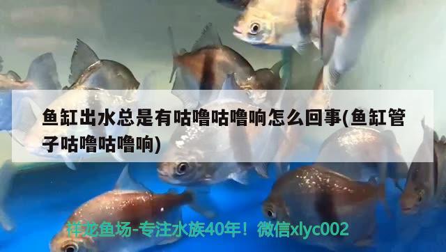 魚(yú)缸出水總是有咕嚕咕嚕響怎么回事(魚(yú)缸管子咕嚕咕嚕響) 戰(zhàn)車(chē)紅龍魚(yú)