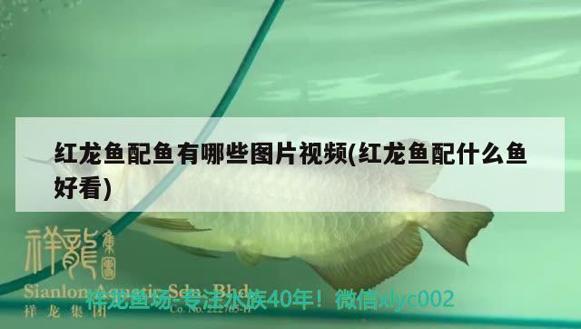 伊春水族館想請一條龍 B級過背金龍魚 第2張