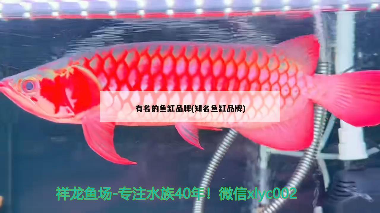 有名的魚缸品牌(知名魚缸品牌)