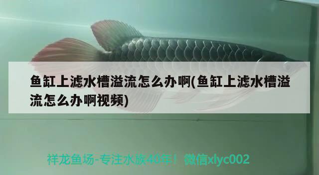 魚(yú)缸上濾水槽溢流怎么辦啊(魚(yú)缸上濾水槽溢流怎么辦啊視頻) 埃及神仙魚(yú)