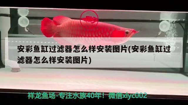 安彩魚缸過濾器怎么樣安裝圖片(安彩魚缸過濾器怎么樣安裝圖片)