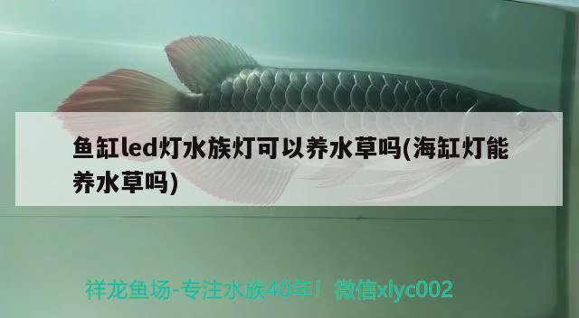 魚缸led燈水族燈可以養(yǎng)水草嗎(海缸燈能養(yǎng)水草嗎)