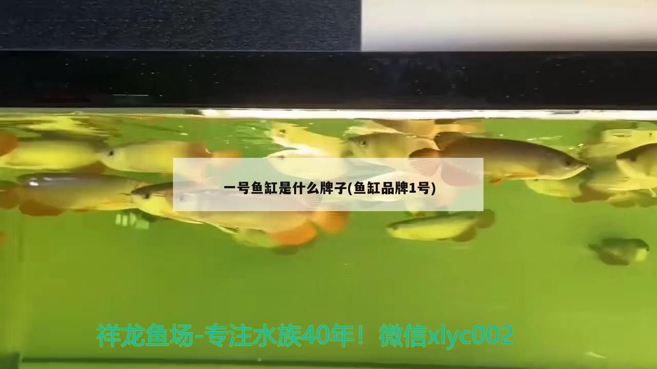 一號魚缸是什么牌子(魚缸品牌1號) 水族用品