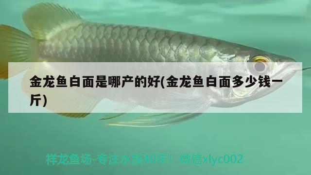 金龍魚白面是哪產(chǎn)的好(金龍魚白面多少錢一斤)