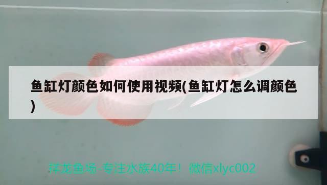 魚(yú)缸燈顏色如何使用視頻(魚(yú)缸燈怎么調(diào)顏色) 細(xì)線(xiàn)銀板魚(yú)苗