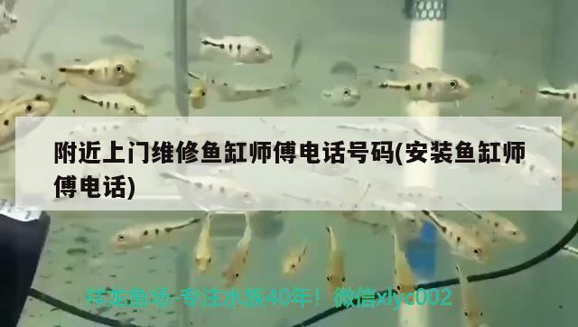 附近上門維修魚缸師傅電話號碼(安裝魚缸師傅電話) 白子銀龍魚苗