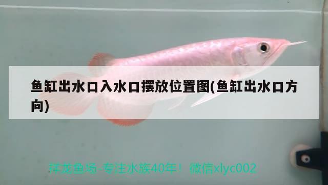 魚缸出水口入水口擺放位置圖(魚缸出水口方向) 大日玉鯖魚