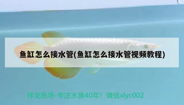 魚(yú)缸怎么接水管(魚(yú)缸怎么接水管視頻教程) 細(xì)線銀板魚(yú)苗