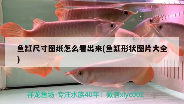 魚缸尺寸圖紙怎么看出來(魚缸形狀圖片大全) 熊貓異形魚L46