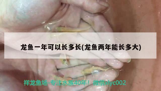 龍魚一年可以長多長(龍魚兩年能長多大) 蘇虎苗（蘇門答臘虎魚苗）