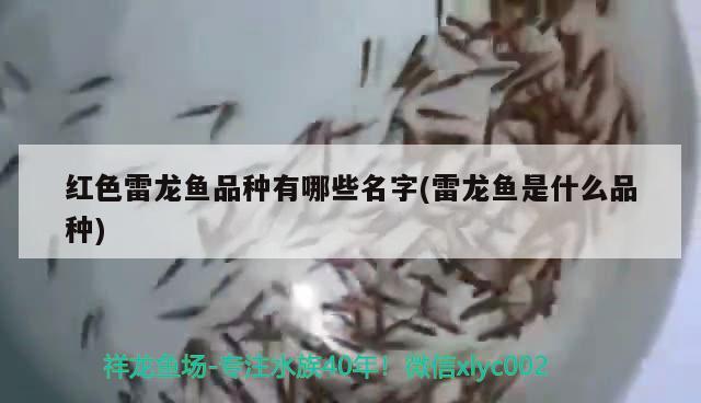 紅色雷龍魚品種有哪些名字(雷龍魚是什么品種) 虎斑恐龍魚