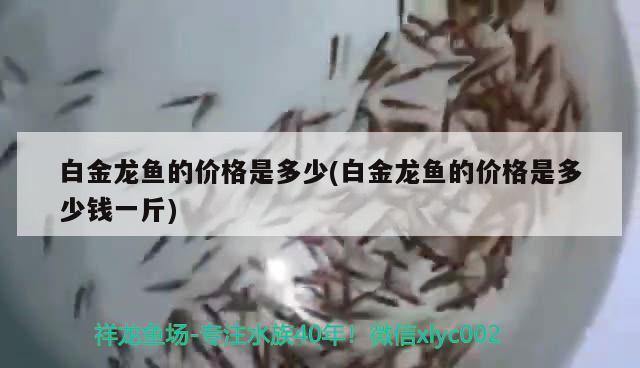 白金龍魚的價格是多少(白金龍魚的價格是多少錢一斤) 黃金貓魚