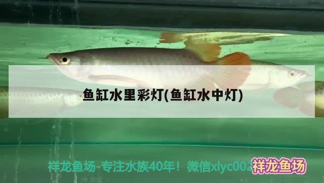 魚缸水里彩燈(魚缸水中燈)