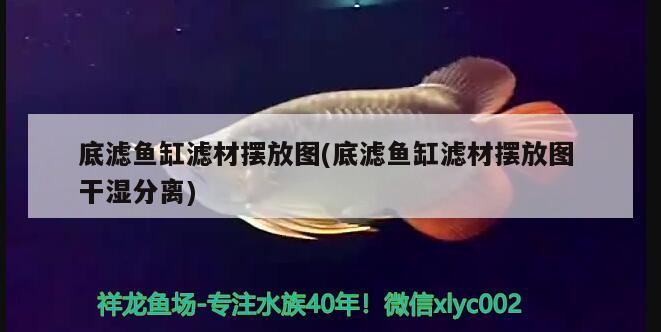 吃飽不吃了 虎魚百科 第1張