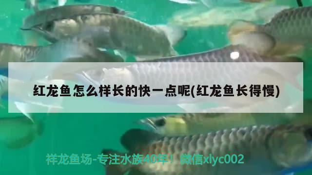 紅龍魚怎么樣長的快一點呢(紅龍魚長得慢) 月光鴨嘴魚苗 第2張