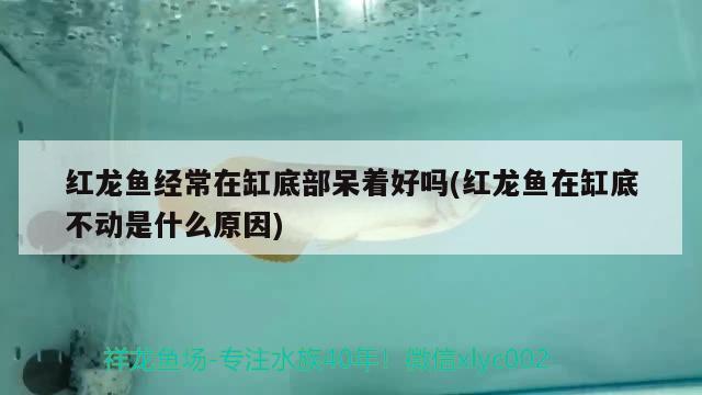 魚缸簡筆畫教程，魚缸的簡筆畫怎么畫