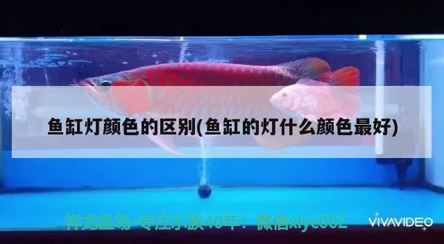 魚缸燈顏色的區(qū)別(魚缸的燈什么顏色最好)