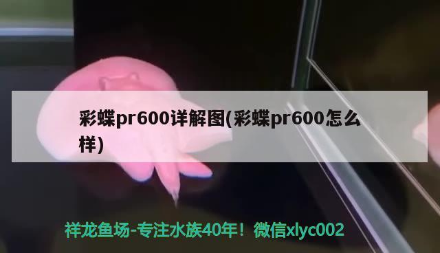 彩蝶pr600詳解圖(彩蝶pr600怎么樣)