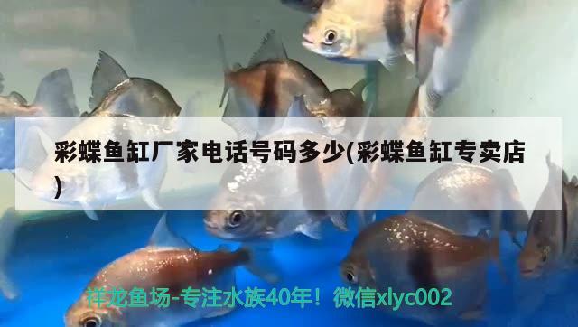 彩蝶魚缸廠家電話號碼多少(彩蝶魚缸專賣店) 鸚鵡魚