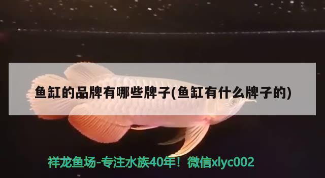 龍魚氣泡病怎么治療龍魚氣泡病怎么治療龍魚氣泡病怎么治療（龍魚氣泡病如何治療？）