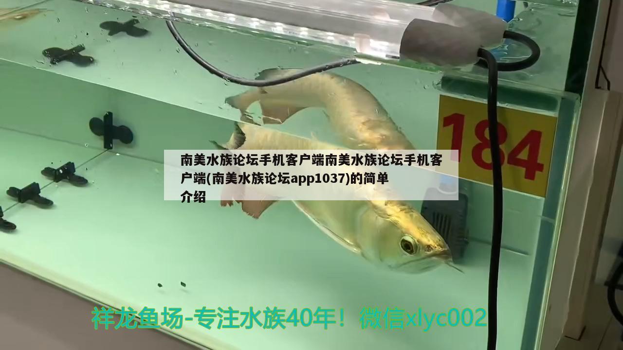 南美水族論壇手機(jī)客戶端南美水族論壇手機(jī)客戶端(南美水族論壇app1037)的簡單介紹