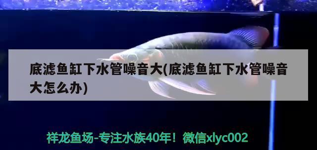 底濾魚缸下水管噪音大(底濾魚缸下水管噪音大怎么辦) 黃金貓魚