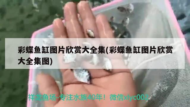 白金燈魚會掉色么(白金紅月燈魚) 觀賞魚 第1張