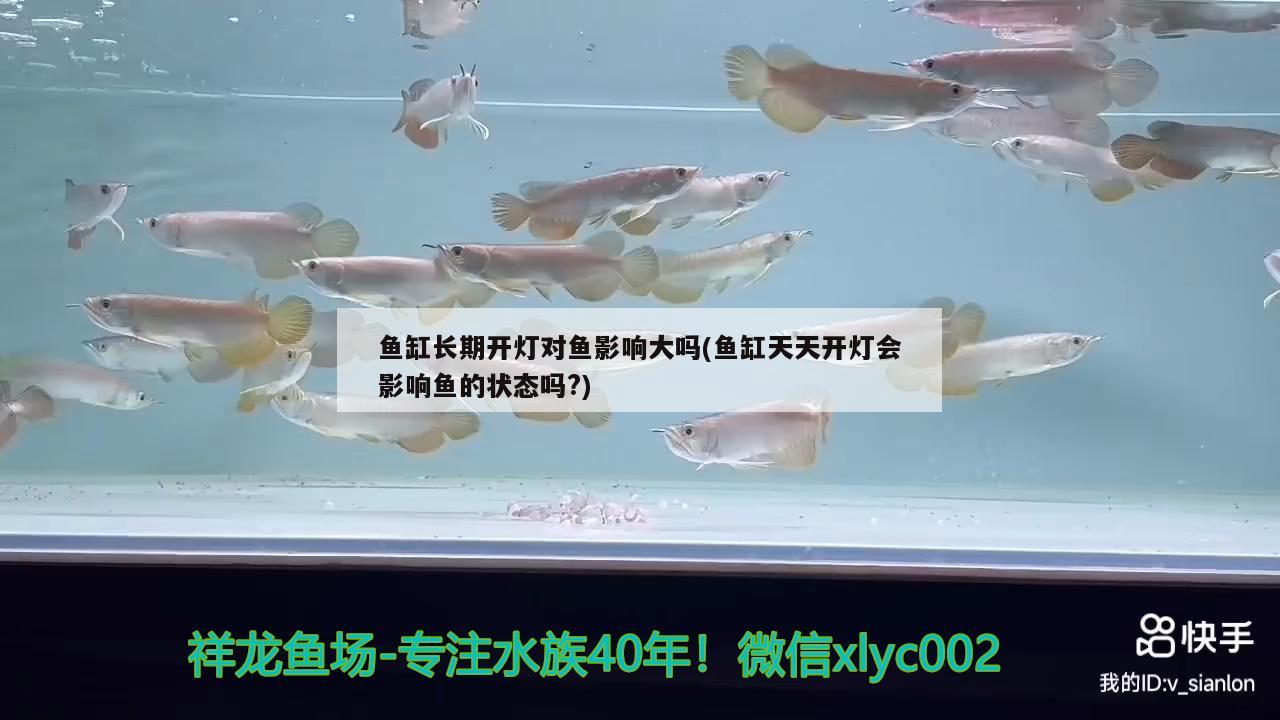 魚缸長期開燈對魚影響大嗎(魚缸天天開燈會影響魚的狀態(tài)嗎?) 藍底過背金龍魚