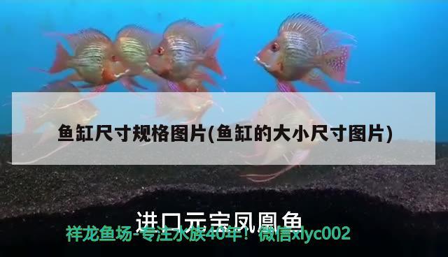 魚(yú)缸尺寸規(guī)格圖片(魚(yú)缸的大小尺寸圖片) 大白鯊魚(yú)