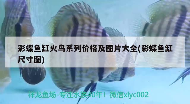 觀賞鯊魚能和金龍、銀龍魚一起混養(yǎng)么？，虎頭鯊和虎頭鯊和龍魚能混養(yǎng)嗎，金龍、銀龍魚能混養(yǎng)嗎