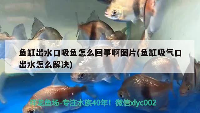 魚缸出水口吸魚怎么回事啊圖片(魚缸吸氣口出水怎么解決)