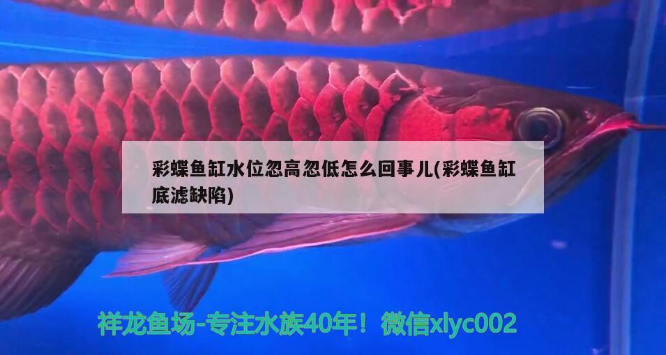 彩蝶魚缸水位忽高忽低怎么回事兒(彩蝶魚缸底濾缺陷) 朱巴利魚苗