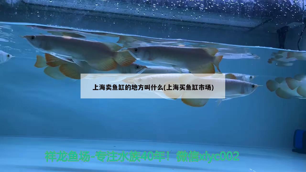 迷你矮不斷發(fā)黑？ 雙線側(cè)魚(yú) 第3張