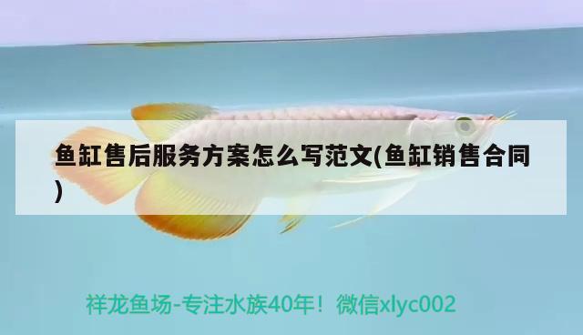 觀賞鯊魚能和金龍、銀龍魚一起混養(yǎng)么？，虎頭鯊和虎頭鯊和龍魚能混養(yǎng)嗎，金龍、銀龍魚能混養(yǎng)嗎 銀龍魚 第1張