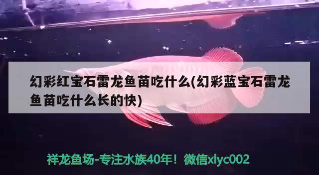 幻彩紅寶石雷龍魚(yú)苗吃什么(幻彩藍(lán)寶石雷龍魚(yú)苗吃什么長(zhǎng)的快) 元寶鳳凰魚(yú)專用魚(yú)糧