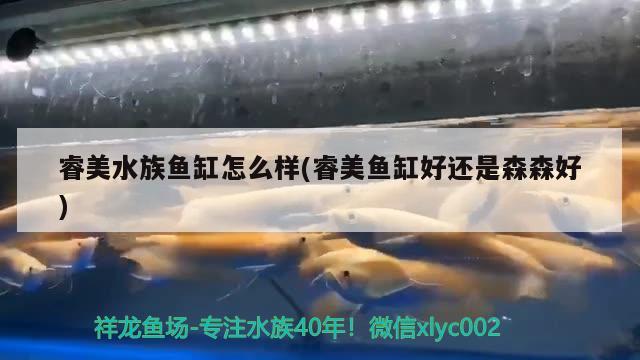 睿美水族魚缸怎么樣(睿美魚缸好還是森森好)